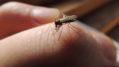 Ученые опровергли возможность заражения коронавирусом через укусы комаров