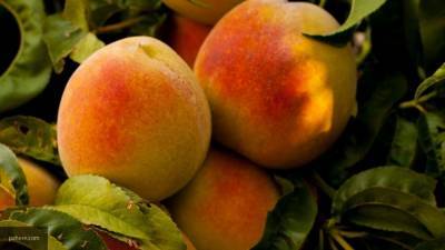 Азербайджанские торговцы отказались продавать на рынке Москвы абрикосы из Армении
