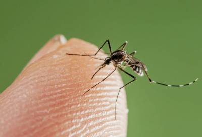 Ученые опровергли возможность заражения COVID-19 через укусы комаров