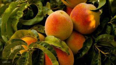 Десятки фур с абрикосами из Армении не попали на рынок "Фуд Сити" в Москве