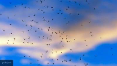 Ученые подтвердили заявление ВОЗ о невозможности передачи COVID-19 через укусы комаров