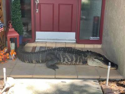 Огромный аллигатор отдыхал в тени: американцы пережили шок, увидев на пороге дома рептилию
