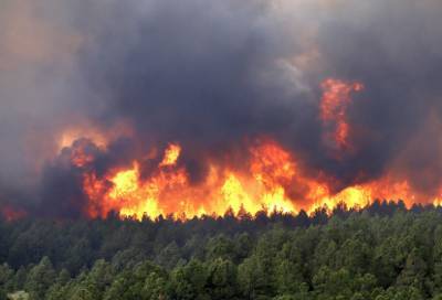 За сутки в России потушили 134 природных пожара