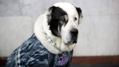 Кинологи назвали самые популярные клички собак в России