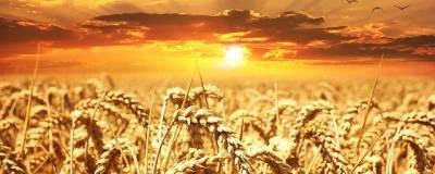 В National Interest пшеницу назвали «политическим оружием» России