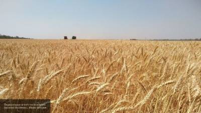 NI: Россия может использовать ограничение экспорта пшеницы как политическое оружие