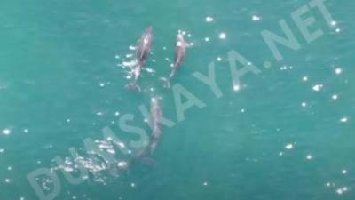 У побережья Одессы семья дельфинов застряла между волнорезами
