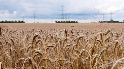 В США испугались запрета на вывоз зерна из России