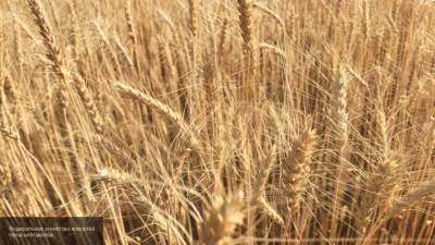 Западные СМИ обеспокоились возможным запретом на вывоз пшеницы из РФ