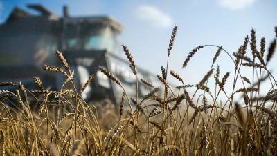 National Interest испугался остановки экспорта российского зерна