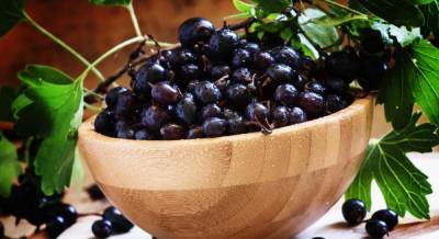Черная смородина: полезные свойства ягоды и незаменимые рецепты