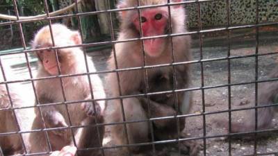 Бэби-бум в Николаевском зоопарке - малыши появились у приматов, копытных, диких кошек и змей