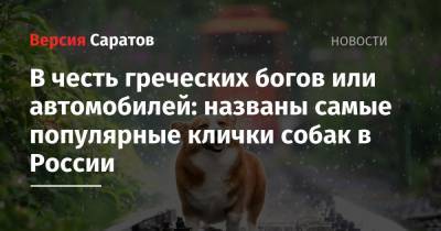 В честь греческих богов или автомобилей: названы самые популярные клички собак в России