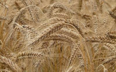 Западные СМИ назвали экспорт пшеницы «оружием» России в гибридной войне