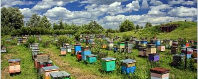 Омский пасечник обвинил фермеров в массовой гибели пчел