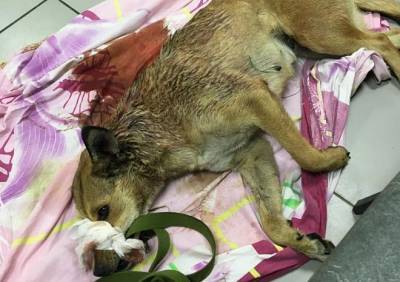В Рязани объявлен экстренный сбор денег после расстрела собак в Вышгороде