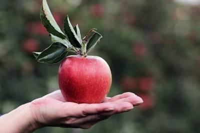 Губернатор Ставрополья сообщил о росте урожайности яблок