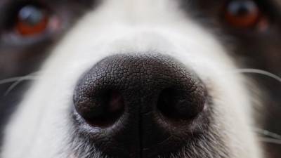В Австрии служебных собак начали учить поиску больных COVID-19 по запаху