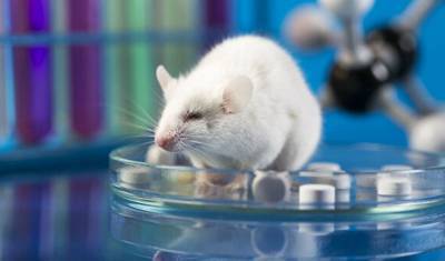 Американские ученые смогли стереть память мышам об их зависимости от наркотиков