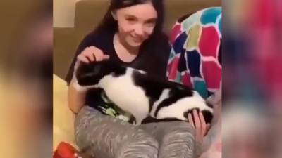 Видео с любвеобильным котом покорило Сеть