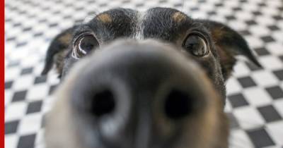 В Австрии собак учат по запаху искать заразившихся коронавирусом