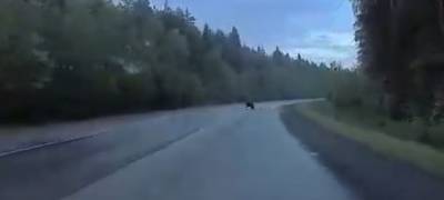 Медведь напугал водителя на подъезде к Петрозаводску (ВИДЕО)