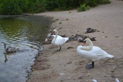 "Золотые родители": птенцы пары лебедей, поселившейся на Чистом озере в Северодонецке, совсем выросли (фото)