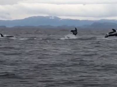 Стая касаток устроила водное шоу возле рыбацкого судна у берегов Аляски