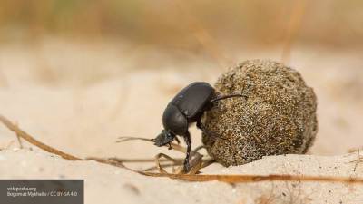 Посмотреть на мир глазами жуков позволит новая миниатюрная камера