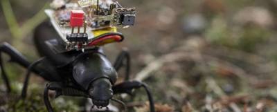 Видеокамеры для насекомых создали в Вашингтонском университете