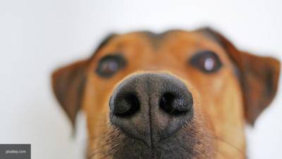 Служебных собак в Австрии тренируют на поиск пациентов с коронавирусом