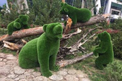 «Медвежью тропу» прокладывают в курортном Железноводске