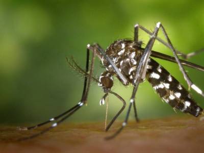 В ВОЗ опровергли версию о способности комаров быть переносчиками коронавируса