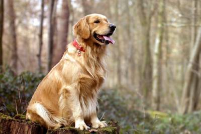 В Австрии тренируют собаку-поисковика коронавирусной инфекции