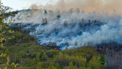 Площадь пожара в заповеднике в Башкирии превысила 208 гектаров