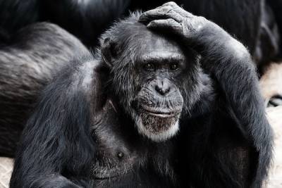 Ученые обнаружили общую черту у американцев и обезьян