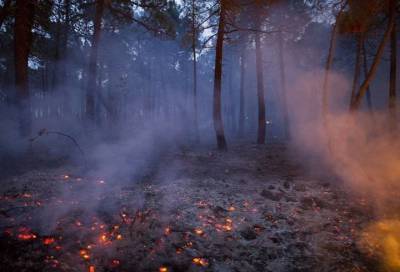За сутки в России потушили 79 лесных пожаров