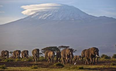 The Guardian (Великобритания): в Африке за месяц загадочно умерли сотни слонов