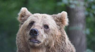 Минюст ищет новый дом для львов и медведей, которых конфисковали через суд
