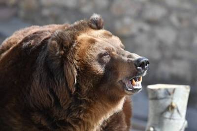Медведь напал на ловившего рыбу россиянина