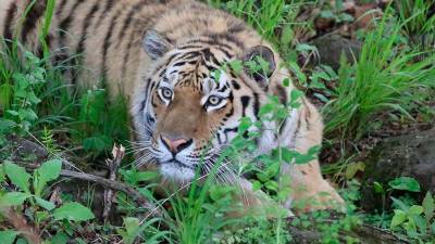 Сафари-парк в Приморье нашел опекунов для знаменитого тигра Амура