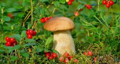 Стало известно, какой урожай ягод и грибов ожидается в Беларуси