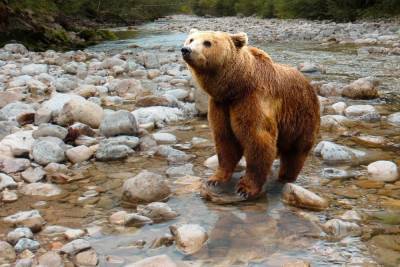 Рыбак чудом выжил после нападения медведя на Камчатке