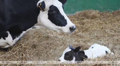 Молочно-товарный комплекс на 1,5 тыс. голов скота откроют в Пинском районе