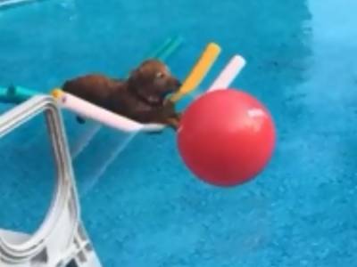 «Я дрейфую»: Собака в бассейне рассмешила пользователей Сети