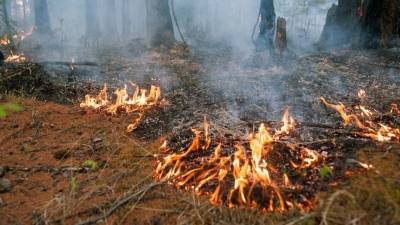 Более 200 гектаров леса охвачены огнем в Сибири — видео