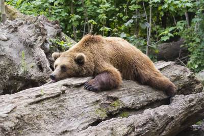 Медведь напал на домашний скот в Мариинском районе