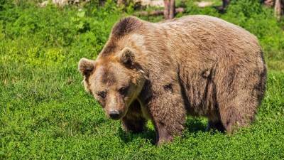 На Камчатке рыбаки отбили приятеля от медведя