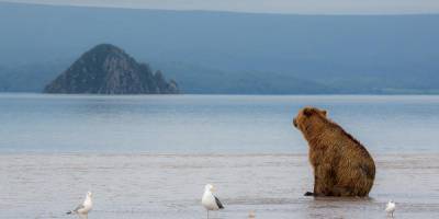 На Камчатке рыбак с трудом выжил в схватке с медведем