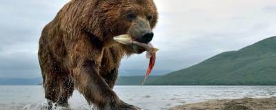 На Камчатке в нижнем течении реки Авача медведь напал на рыбака
